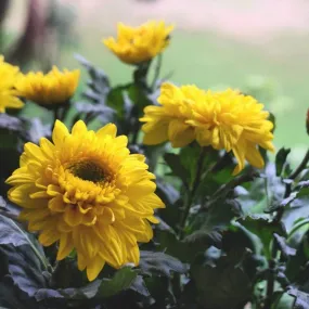 Beautiful Yellow Chrysanthemum Flowers for Sale - Add Elegance to Your Garden Today!