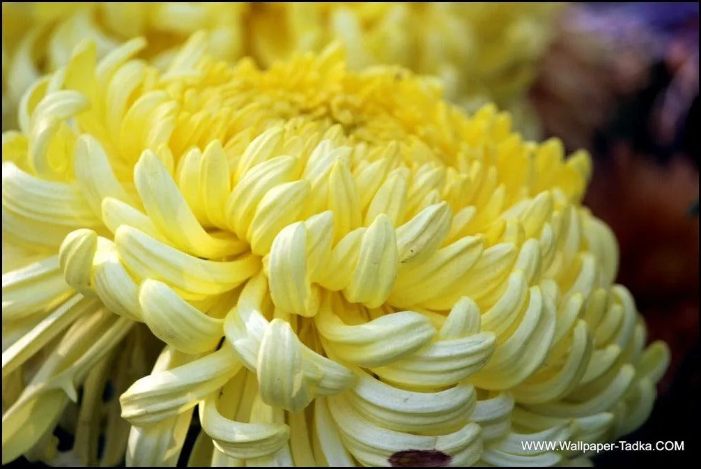 Beautiful Yellow Chrysanthemum Flowers for Sale - Add Elegance to Your Garden Today!