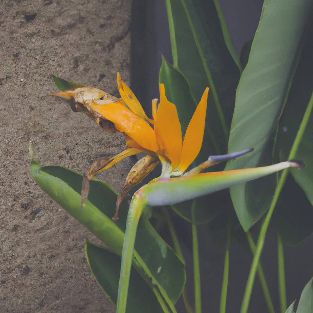 Buy a Durable, Beautiful Bird of Paradise Yellow Plant Online