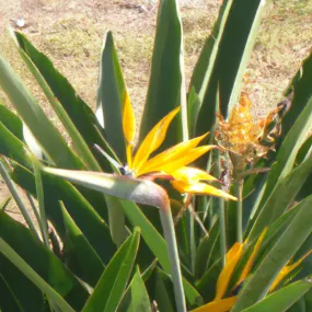 Buy a Durable, Beautiful Bird of Paradise Yellow Plant Online