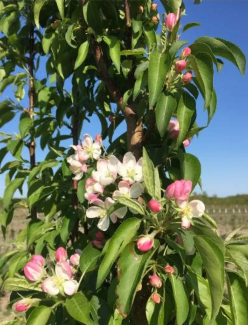 Crabapple:  'Green Wall Flowering'  7Gal (Bl)