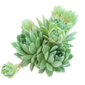 Sempervivum cantabricum ssp. urbionense f/ Picos de Urbion